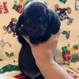 Dachshund Puppies from Winnie’s Doxies