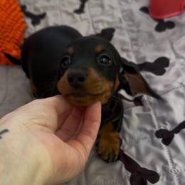 Sarah - Black and tan female Dachshund puppy in Richmond, Kentucky from Cemcade Dachshunds