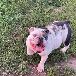 Rowdy - Bulldog