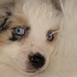 Miniature Australian Shepherds from Elegant Aussie