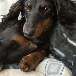 Dachshunds from Boone Farm Dachshunds