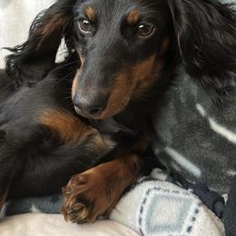 Dachshunds from Boone Farm Dachshunds