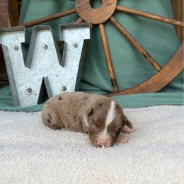 Maxwell - Red merle male Miniature Australian Shepherd puppy in Checotah, Oklahoma from Wild Outlaw Aussies