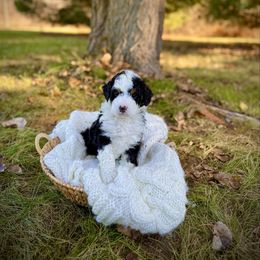 Sophia - Tri-color female Bernedoodle puppy in Bremen, Indiana from Farmland Doodles