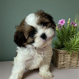 Tabitha - Black gold and white female Cavatzu puppy in Oklahoma from Rocky Oak Cavaliers & Biewer Terriers LLC