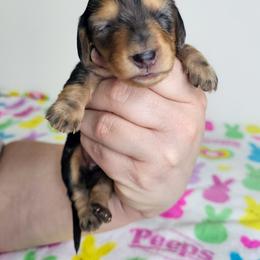 Black and tan dapple female 2 (3208.56) - Dapple female Dachshund puppy in Belle Rive, Illinois from Akin's Miniature Dachshunds, LLC