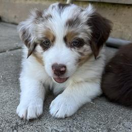 Boy 5 - male Australian Shepherd puppy in Eugene, Oregon from Sadie Blue's Willamette Valley Aussies