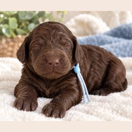 Rolo - Chocolate male Goldendoodle puppy in Surprise, Arizona from Gentle Paw Poodles and Doodles