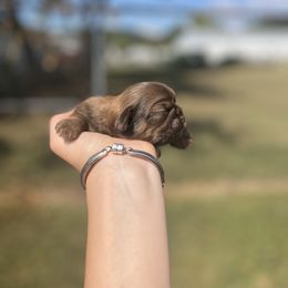 Chocolate and tan - Chocolate and tan male Shih Tzu puppy in Clinton, Tennessee from Southland’s Shih Tzus