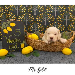 Clumber Spaniel Puppies from Lemontree Clumbers