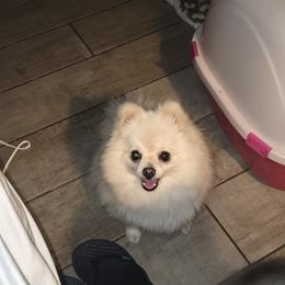 Paige - Pomeranian