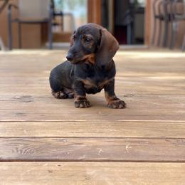 Dachshund Puppies from Sudox Dachshunds