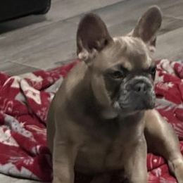 Athena Fluffy Carrier - French Bulldog puppy from Christie's Frenchies