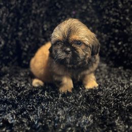 Boy 2 red with black mask - Red male Shih Tzu puppy in Sharon, Pennsylvania from Keystone Danes and Shih tzus