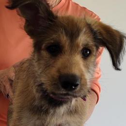 Berger Picard Puppies from Biger Creek