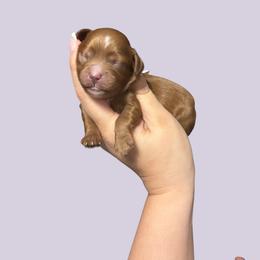 Sha Baby - Red female Cavapoo puppy in Picayune, Mississippi from JEN's Poodles