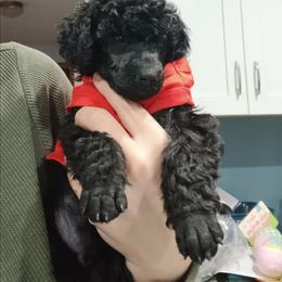 Red - Black female Poodle puppy in Big Rapids, Michigan from Meeker's Ridge Standard Poodles
