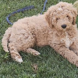 Loki - Caramel Labradoodle puppy in Fostoria, Michigan from North Country Kennel Club