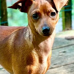 Stag Red boy Dewey - Stag red male Miniature Pinscher puppy in Granby, Connecticut from Cross Bay Labradors