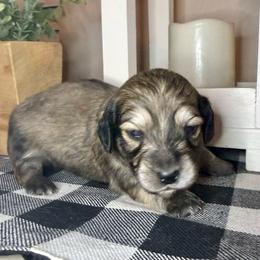 Blue collar male - Cream male Dachshund puppy in Wylie, Texas from Karas Royal Dachshunds