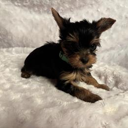 LB boy dk green - Blue and gold male Yorkshire Terrier puppy in Alburnett, Iowa from Hobbs Shire Yorkies