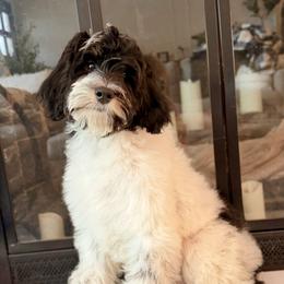 Monkey - Tri-color male Bernedoodle puppy in Salt Lake County, Utah from Coco Avenue Pups
