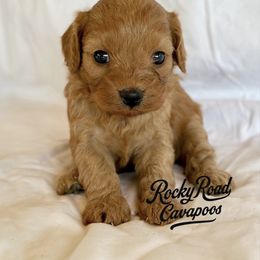 Chrissy - Red female Cavapoo puppy in Nashville, Arkansas from Rocky Road Puppies