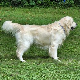 Golden Retrievers from Home Sweet Home English Goldens