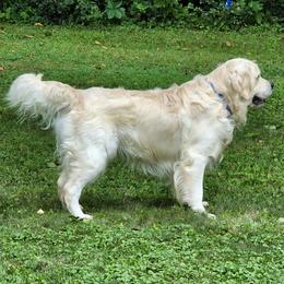 Golden Retrievers from Home Sweet Home English Goldens