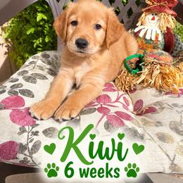 Green Kiwi - Dark golden male Golden Retriever puppy in Apple Valley, California from Frankly Golden