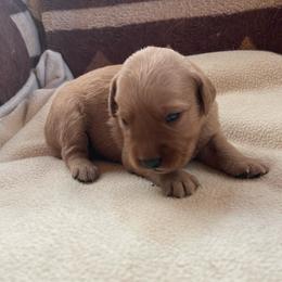 Jasmine - Golden female Golden Retriever puppy in Wellington, Colorado from High Country Golden Retrievers