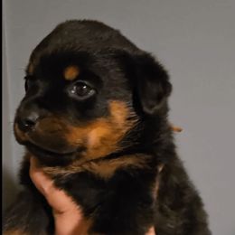 Yellow Collar Girl 2 - Black and mahogany female Rottweiler puppy in Shepherdsville, Kentucky from Rottie Squad Kennel