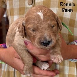 Ronnie Dunn - Apricot male Goldendoodle puppy in Lancaster, Minnesota from North Star Dog Training
