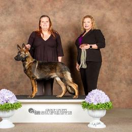 German Shepherd All Grown Up from TNT Pups