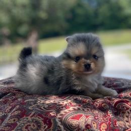 Tuffy - Blue merle male Pomeranian puppy in Stuart, Virginia from Lil Aussie Posse
