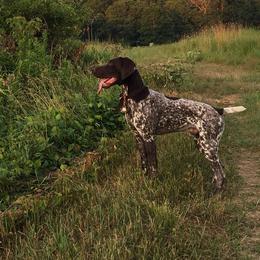 German Shorthaired Pointer All Grown Up from Windward German Shorthaired Pointers