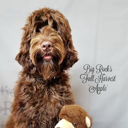 Ruby - Australian Labradoodle