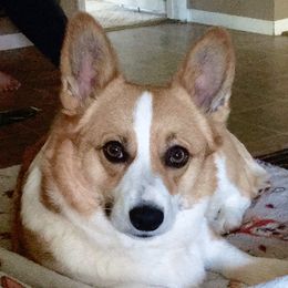 Pembroke Welsh Corgis from Midgard Pembroke Welsh Corgis