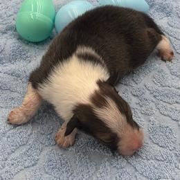 Girl 1 - Sable and white female Shetland Sheepdog puppy in Pensacola, Florida from Nancy Barger's Siberian Huskies