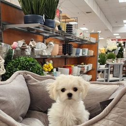 Cavapoo, Maltese, Maltipoo, and Poodle Puppies from Mt.BakerPoodles&Doodles
