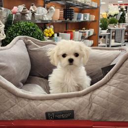 Cavapoo, Maltese, Maltipoo, and Poodle Puppies from Mt.BakerPoodles&Doodles