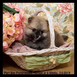 Pomeranian Puppies from Port Bee Pomeranian’s