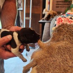 Deutsch-Drahthaar Puppies from vom Cornerstone