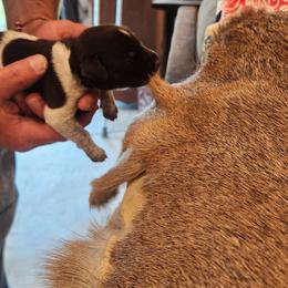 Deutsch-Drahthaar Puppies from vom Cornerstone