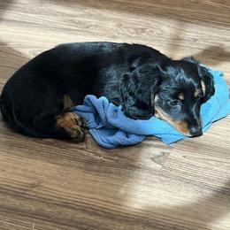 Stormy - Black and tan female Dachshund puppy in Spring Hope, North Carolina from Hogan’s Lowrider Hounds