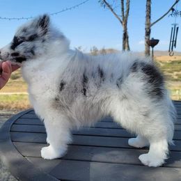 Shetland Sheepdog Puppies from Shantel Shelties