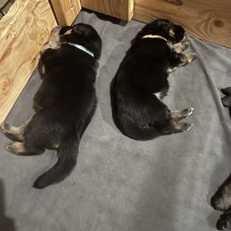 German Shepherd Puppies from McGarry German Shepherds