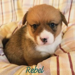Rebel - Red male Pembroke Welsh Corgi puppy in Louisburg, North Carolina from Lucky Penny Corgis