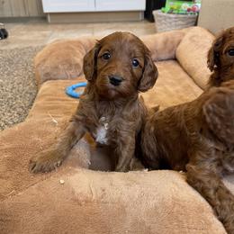 Boy 1 - Red male Cavapoo puppy in Sugarcreek, Ohio from True Hearted Doodles