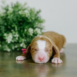 Girl 3 - Red  female Goldendoodle puppy in Spanish Fork, Utah from K Brand Doodles